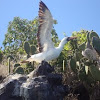 Nazca Booby