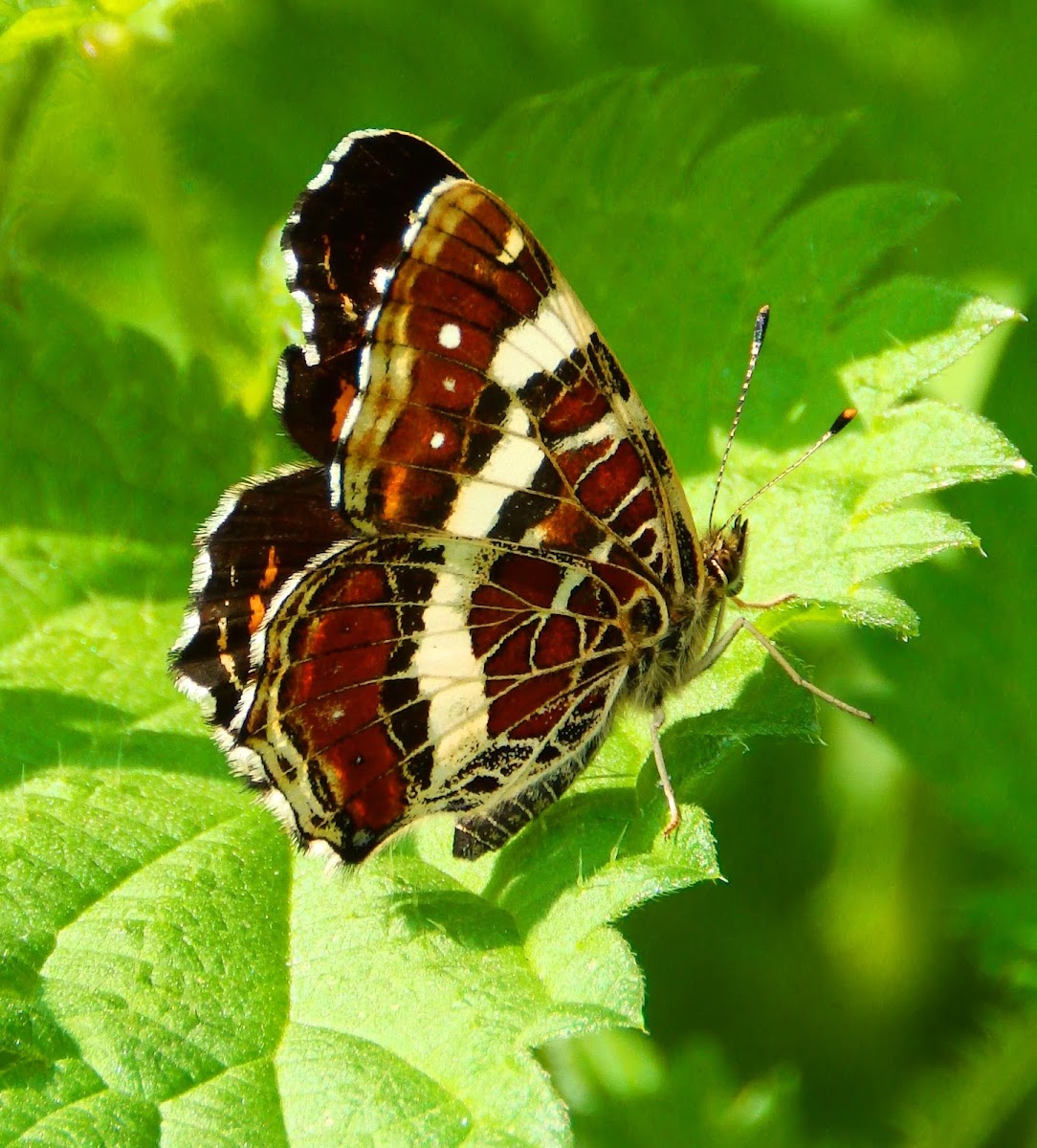 Map butterfly (closed wings)