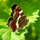 Map butterfly (closed wings)