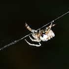 Strange spider behaviour - Eriovixia