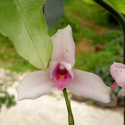 Lycaste orchid