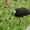 White Breasted Waterhen