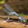 Western Forktail