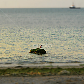 The bird, the rock. by Rodrigo Alfageme FC - Animals Birds