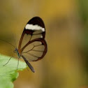 Glasswinged Butterfly