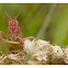 Common Meadow Grasshopper