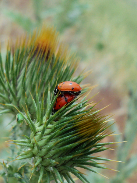 Convergant Ladybug