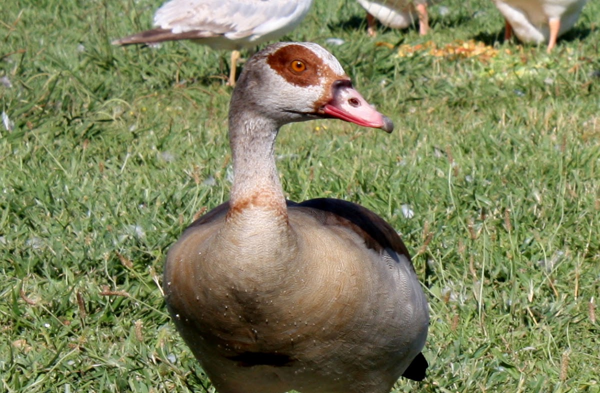 Egyptian Goose,Ganso do Egito