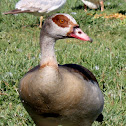 Egyptian Goose,Ganso do Egito