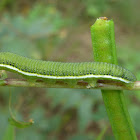 Mottled Emigrant caterpillar
