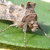 Moth Silver Y. Polilla plusia