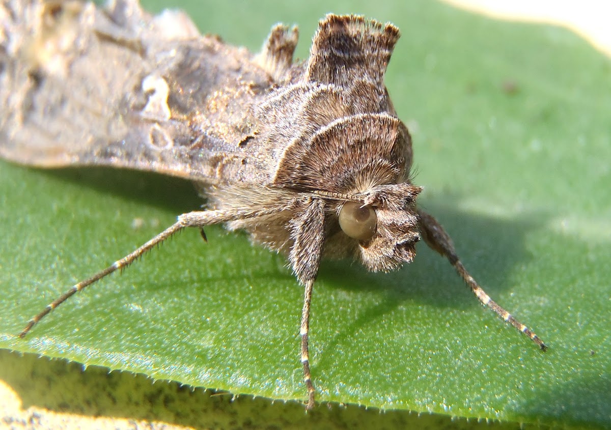 Moth Silver Y. Polilla plusia