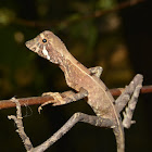 Sri Lankan Kangaroo Lizard