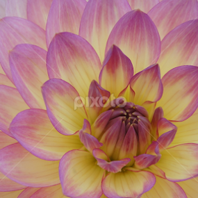 Sparkling  by Jeff Brown - Flowers Single Flower