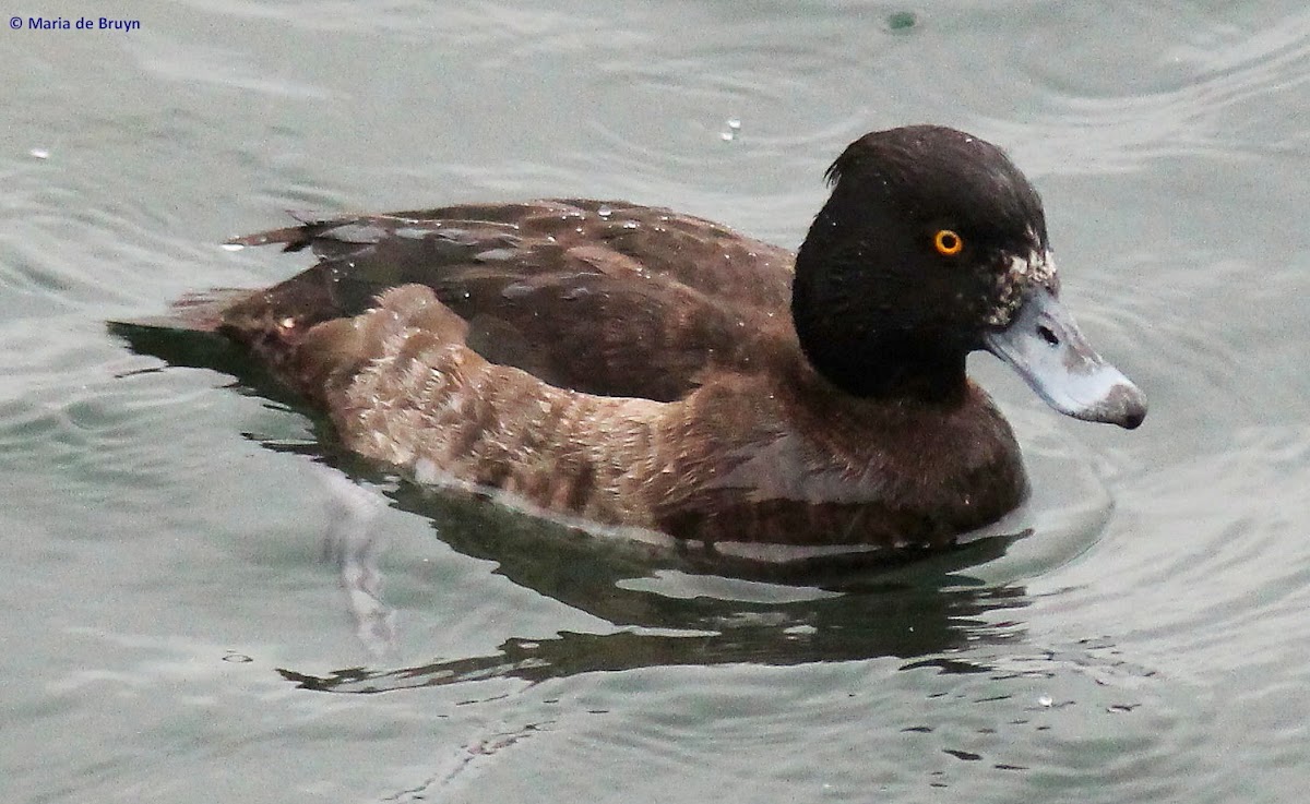 Tufted duck, female