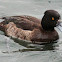 Tufted duck, female