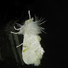White Flannel moth