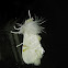 White Flannel moth