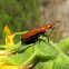 Blister Beetle