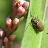 Leaf beetle