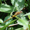 Wandering Glider Dragonfly