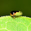 Honeylocust Treehopper