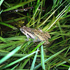 Striped Marsh Frog
