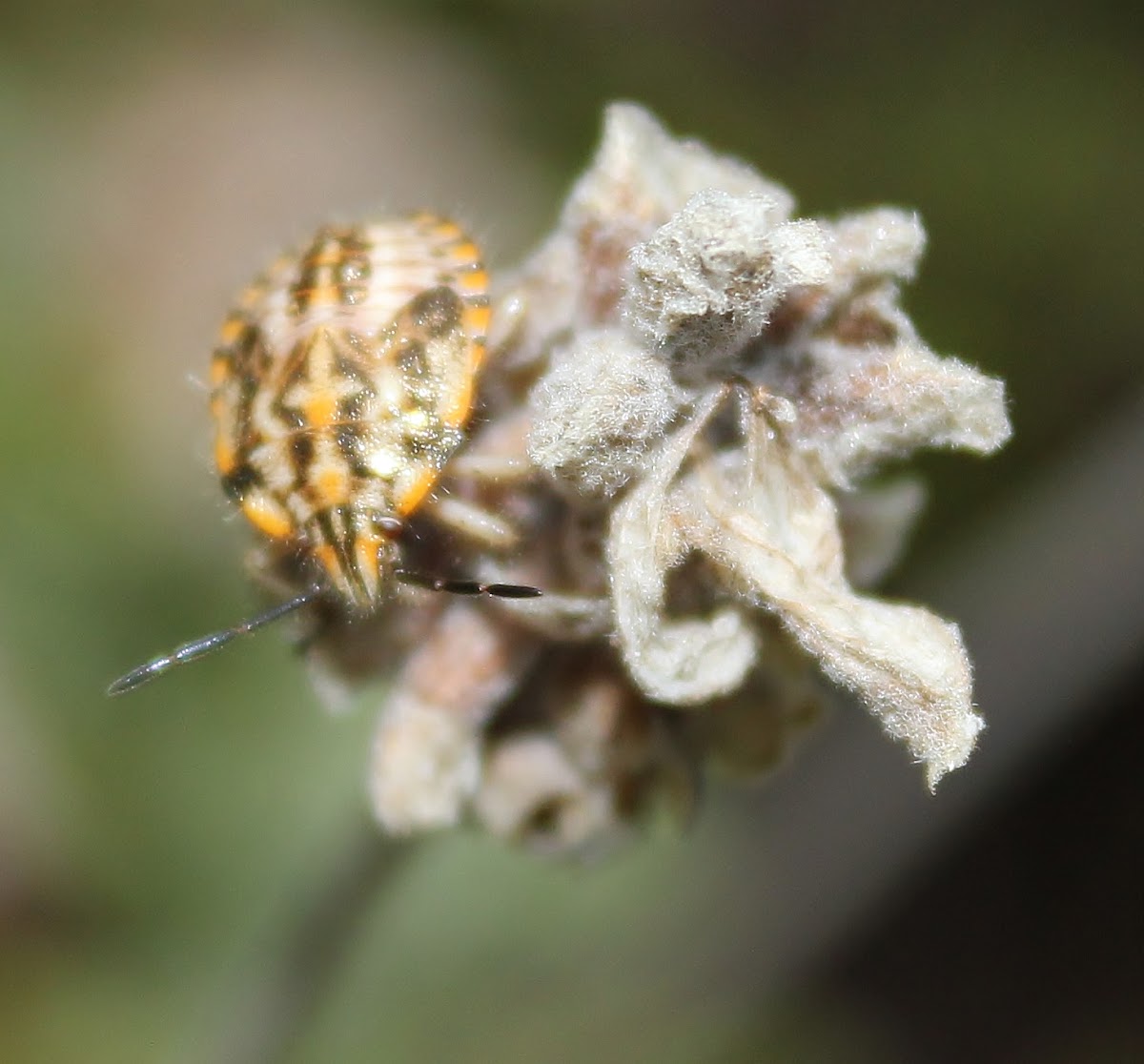 Sunflower Seed Bug (instar)