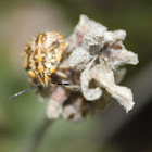 Sunflower Seed Bug (instar)
