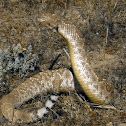 red diamond rattlesnake