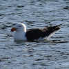 Pacific gull (adult)
