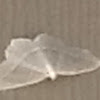 Lichen Moth