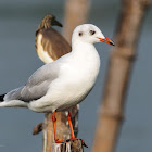 Brown-headed Gull