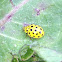 22-Spot Ladybeetle