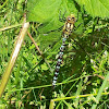 Southern Hawker