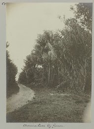 Awarra-laan bij Saron