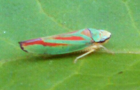 Candy-striped Leaf Hopper