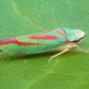 Candy-striped Leaf Hopper