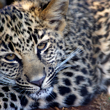 Baby Leopard by Ingrid Anderson-Riley -  