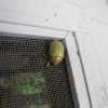 Goldsmith Beetle