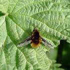 The Large Bee-fly
