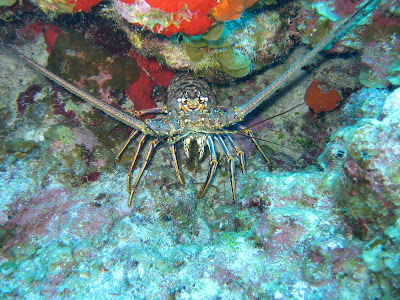 A lobster at rest near the Cayman Islands.