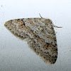Brown-shaded Carpet Moth