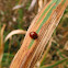 Blood-Red Lady Beetle