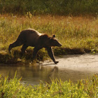 Brown Bear