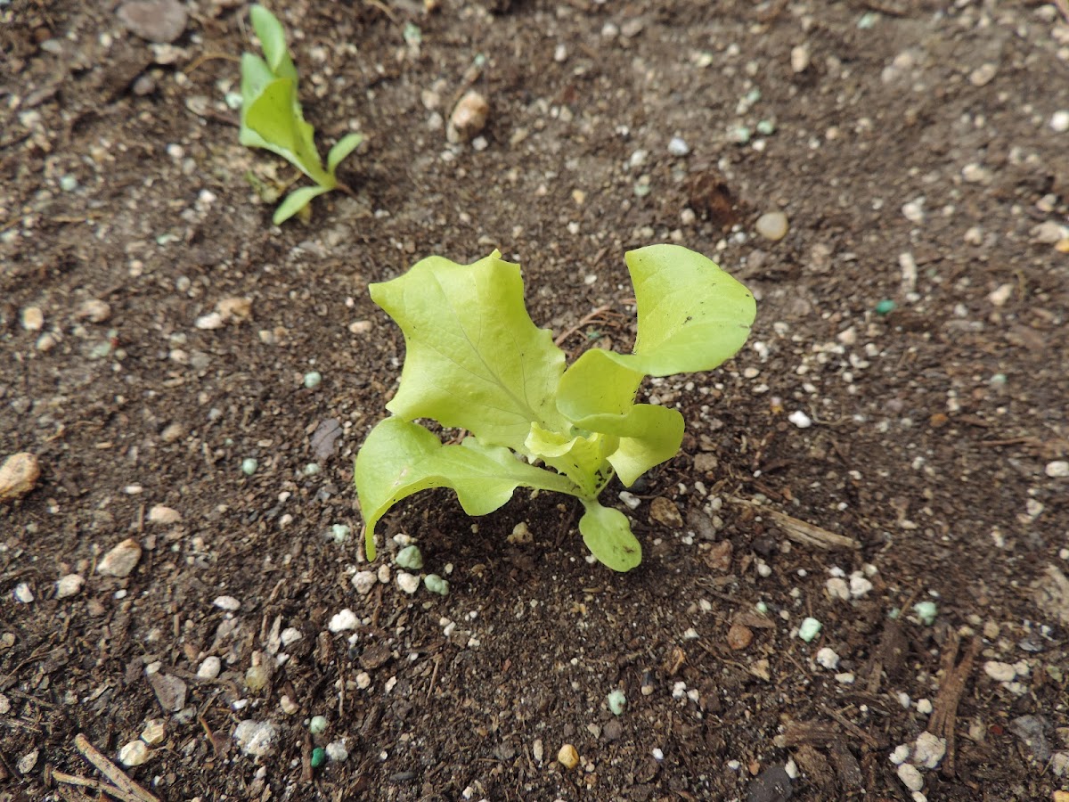 Black-seeded Simpson Lettuce