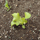 Black-seeded Simpson Lettuce