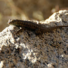 Side-blotched lizard