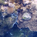 Sea Krait