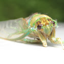 Dog day cicada